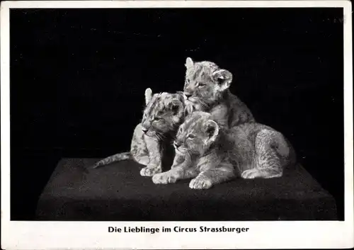 Ak Die Lieblinge im Circus Strassburger, Zirkus, Tiger