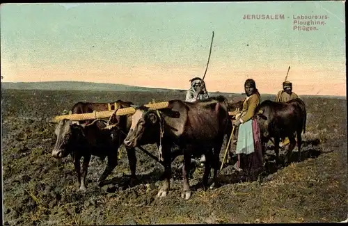 Ak Jerusalem Israel, Bauern beim Pflügen, Rinderpflug