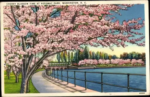 Ak Washington DC USA, Cherry Blossom time at Potomac Park