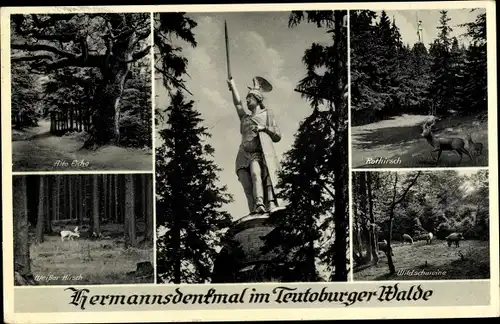Ak Detmold am Teutoburger Wald, Hermannsdenkmal, alte Eiche, Wildschweine, Rothirsch
