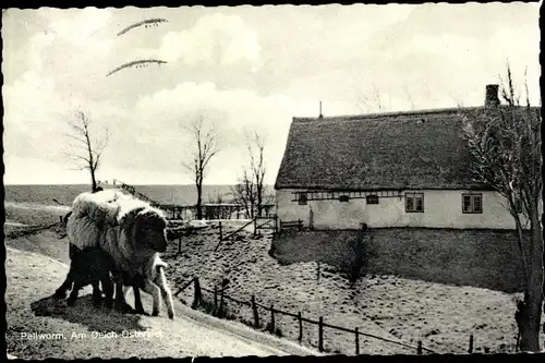 Ak Insel Pellworm Nordfriesland, Am Deich Ostersiel, Schaf, Reetdachhaus