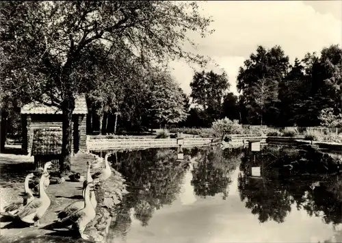 Ak Weißwasser Oberlausitz, Gänsegehege im Tierpark