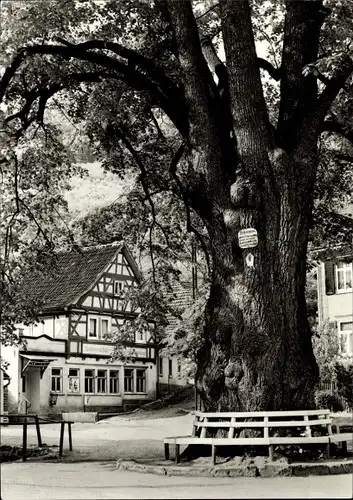 Ak Thal Ruhla im Wartburgkreis Thüringen, 600jährige Linde, Konsum Lebensmittelladen