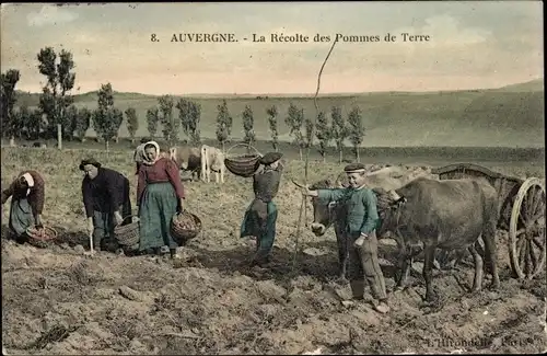 Ak Auvergne, La Recolte des Pommes de Terre, Kartoffelernte, Rinderfuhrwerk