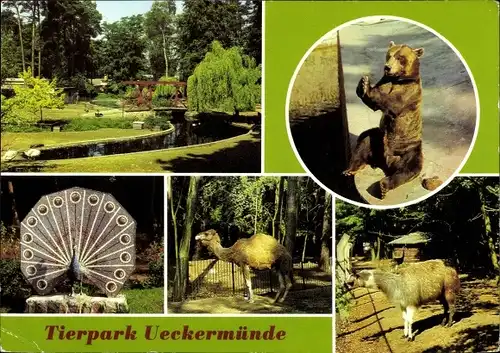 Ak Ueckermünde in Vorpommern, Tierpark, Braunbär, Dromedar, Lama, Mosaikplastik
