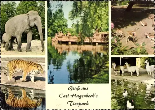 Ak Hamburg Eimsbüttel Stellingen, Carl Hagenbeck's Tierpark, Elefant, Tiger, Lamas