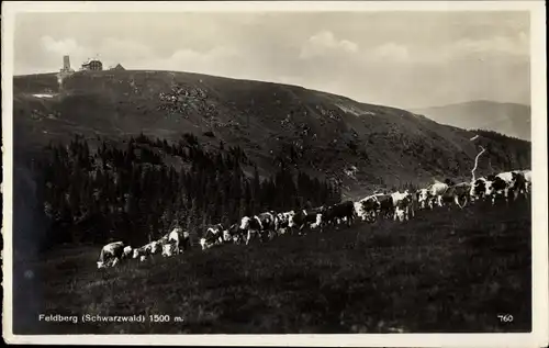 Ak Feldberg im Schwarzwald, Weide mit Kühen, Panorama
