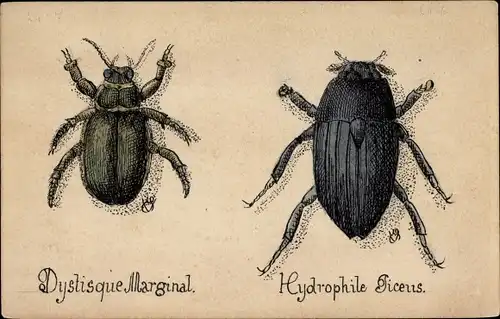 Künstler Ak Dystisque Marginal, Hydrophile Piceus, Großer Kolbenwasserkäfer