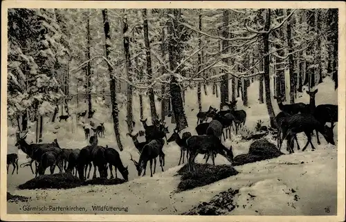 Ak Garmisch Partenkirchen in Oberbayern, Wildfütterung, Winter, Rehe