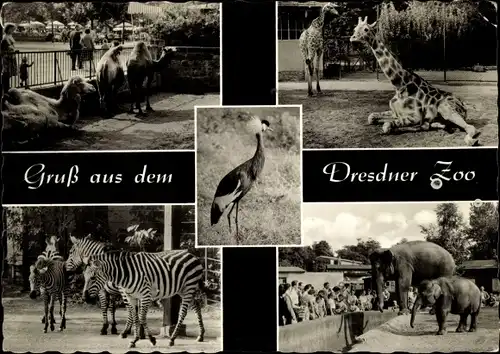 Ak Dresden Altstadt, Dresdner Zoo, Kranich, Kamele, Giraffe, Zebras und Elefant