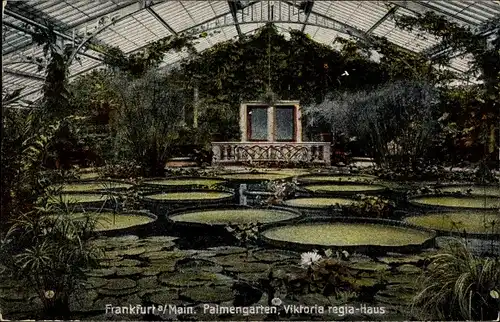 Ak Frankfurt am Main, Palmengarten, Viktoria regia-Haus