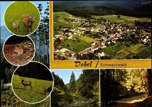 Ak Dobel im Schwarzwald, Gesamtansicht, Hirsche, Rehe, Eichhörnchen