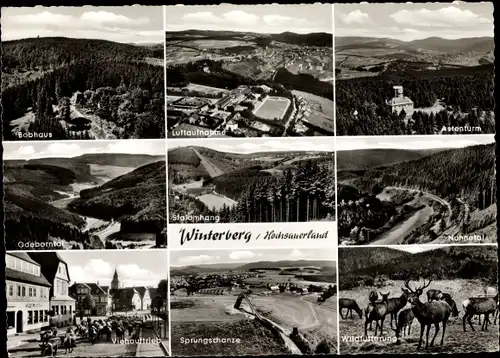 Ak Winterberg im Sauerland, Sprungschanze, Bobhaus, Viehauftrieb, Waldtiere