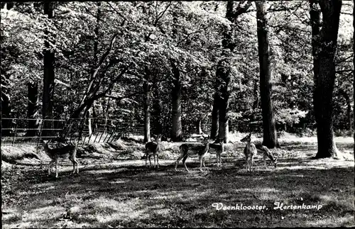 Ak Noardeast Fryslân Friesland Niederlande, Veenklooster, Hertenkamp