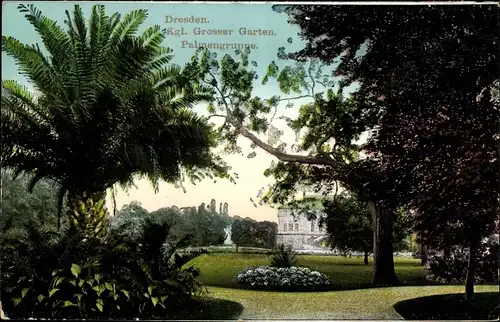 Ak Dresden Altstadt, Kgl. Großer Garten, Palmengruppe