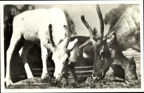 Ak Furuvik Gävle Schweden, Furuviks Park, Renberget, Rentiere
