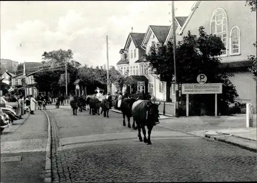 Ak Hahnenklee Bockswiese Goslar im Harz, Viehtrieb durch die Hauptstraße mit Damenkapelle