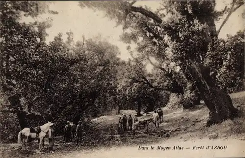 Ak Azrou Marokko, Foret, Dans le Moyen Atlas