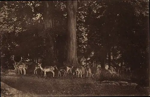 Ak Voigtsgrün Neuensalz im Vogtland, Tierpark