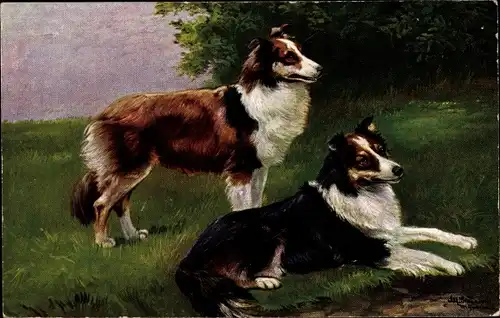 Künstler Ak Schönian, Alfred, Zwei Collies auf einer Wiese, Hunde