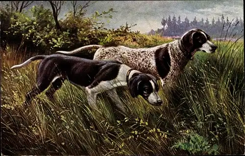 Künstler Ak Schönian, Alfred, Zwei Jagdhunde auf einer Wiese