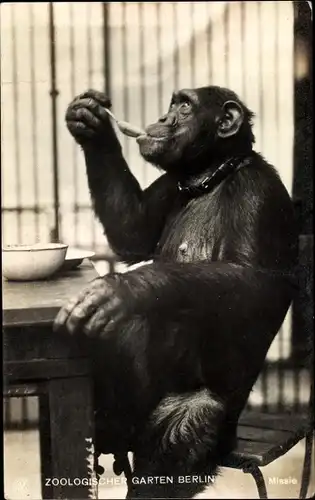 Ak Berlin, Zoo, Schimpansin Missie mit Löffel und Schale