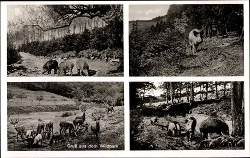 Ak Wildpark, Wildschweine, Hirsche