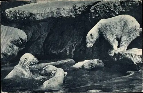 Ak Hamburg Eimsbüttel Stellingen, Carl Hagenbecks Tierpark, Nordland Panorama, spielende Eisbären