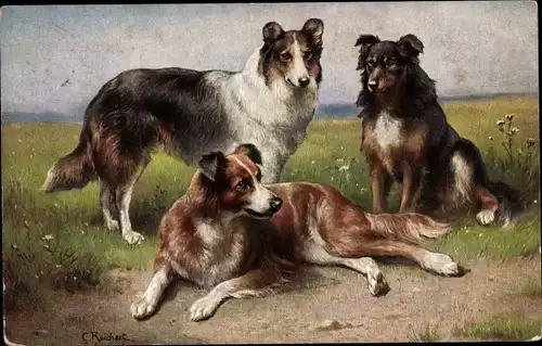 Künstler Ak Reichert, C., Colleys, Schottische Schäferhunde, Collies
