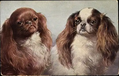 Künstler Ak Zwei Hunde, King Charles, Blenheim