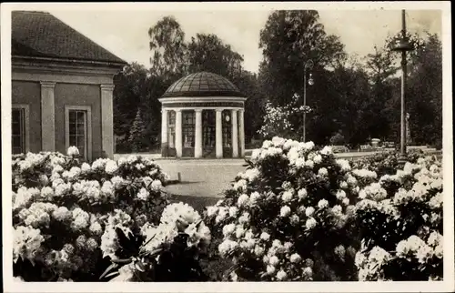 Ak Františkovy Lázně Franzensbad Region Karlsbad, Blühende Rhododendron bei der Franzensquelle