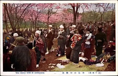 Ak Tokyo Tokio Japan, The cherry trees at Asukayma