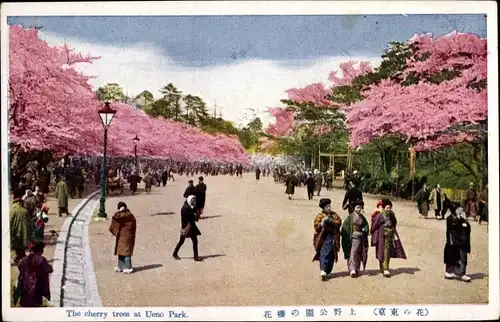 Ak Tokyo Tokio Japan, The cherry trees at Ueno Park