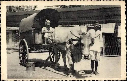 Foto Ak Indien, Einheimische, Fuhrwerk, Rind