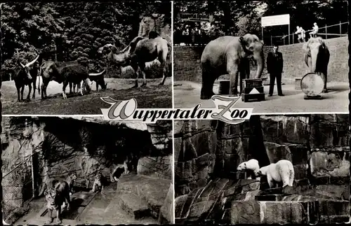 Ak Wuppertal in Nordrhein Westfalen, Zoo, Elefanten, Löwen, Eisbären