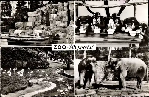 Ak Wuppertal in Nordrhein Westfalen, Zoo, Eisbären, Elefanten, Flamingos, Schimpansen