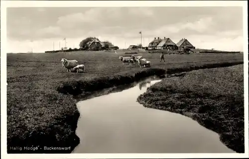 Ak Hallig Hooge in Nordfriesland, Backenswarf