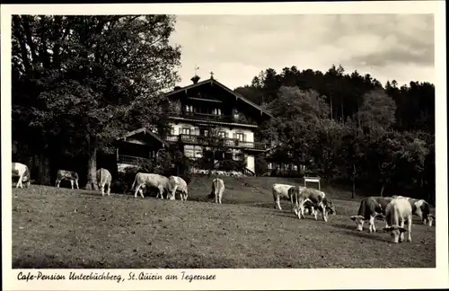 Ak St. Quirin Gmund am Tegernsee Oberbayern, Cafe Pension Unterbuchberg, Rinder