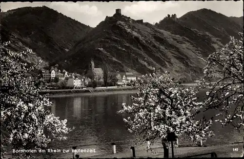 Ak Bornhofen am Rhein, Ortsansicht, Blühende Bäume