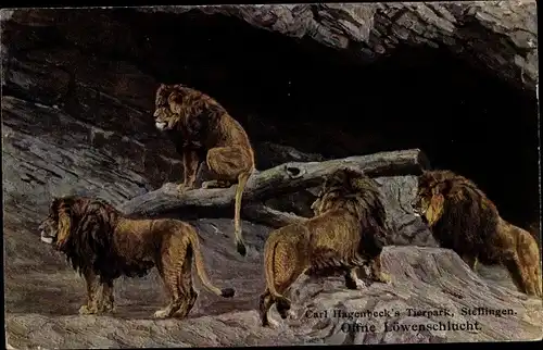 Ak Hamburg Eimsbüttel Stellingen, Carl Hagenbecks Tierpark, Offene Löwenschlucht