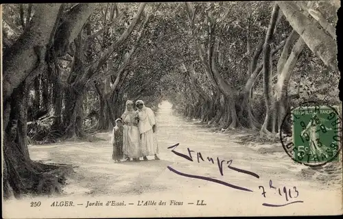 Ak Algier Alger Algerien, L'Alle des Ficus, Jardin d'Essai