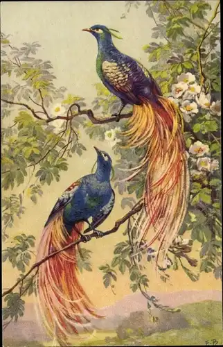 Künstler Ak E. B., Fasane, Paradiesvögel
