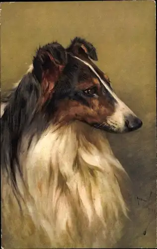 Künstler Ak Collie, Hundeportrait