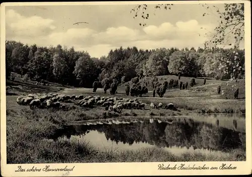 Ak Das schöne Hannoverland, Weidende Heidschnucken am Heidesee