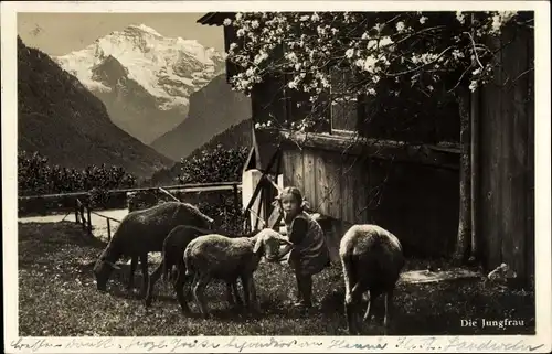 Ak Kanton Bern, Jungfrau, Schweizer Almhütte, Mädchen mit Schafen