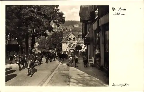 Ak Braunlage im Oberharz, Straßenpartie, Kühe