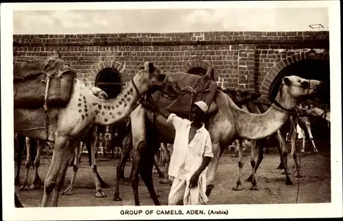 Ak Aden Jemen, Group of Camels