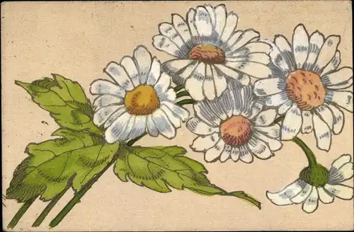 Ak Margeriten, Blumenstrauß, Blumen