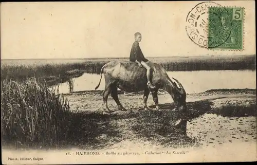 Ak Haiphong Vietnam, Buffle au paturage