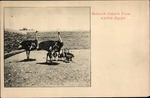 Ak Cairo Kairo Ägypten, Matarich Ostrich Farm